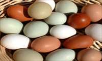 17 مهر ماه، روز جهانی تخم مرغ